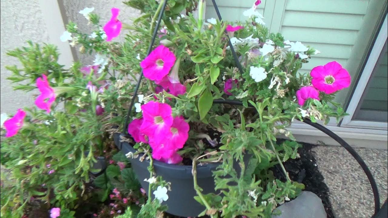 How to Check Drip Irrigation System for Dummies...YOU Can Do It! YouTube