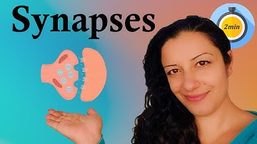 How do Neurons talk to each other?