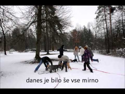 Video: To Je Pasje življenje Za Razvajene Hišne Ljubljenčke V Singapurju