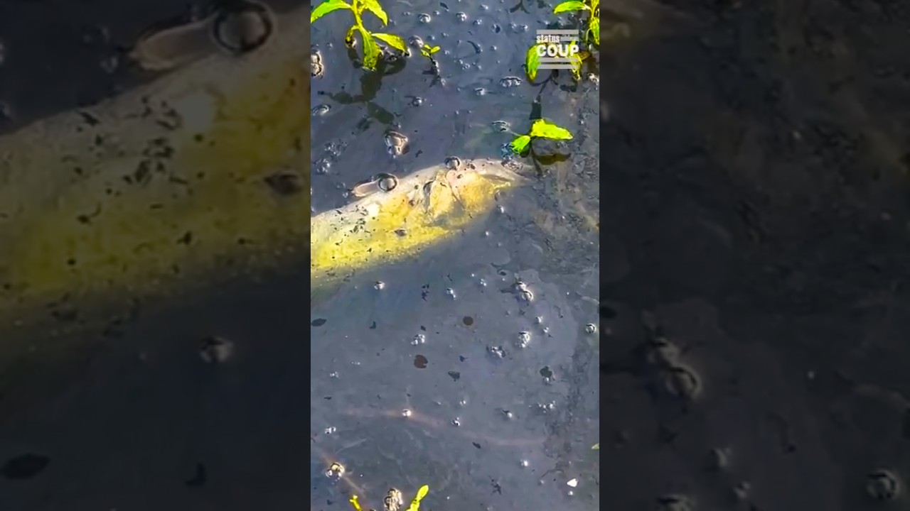 What You Need To Know About The TOXIC OIL Crisis in Roseland, Louisiana