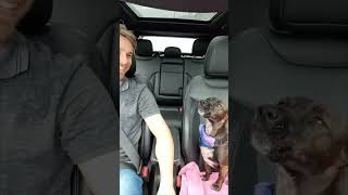 Talented Dog Sings Along During Fun Car Ride