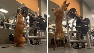 Dog hilariously squats alongside owner