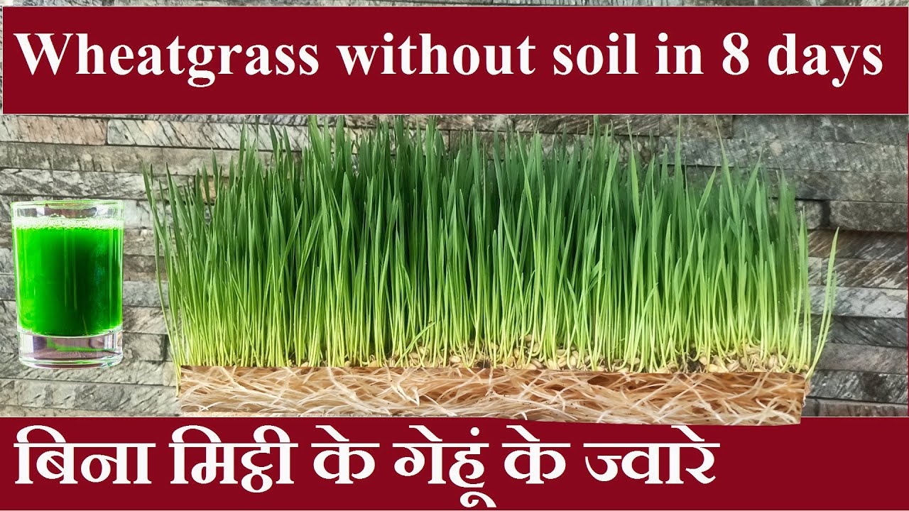 Grow wheatgrass without soil in 8 days| बिना मिट्ठी के गेहूं के ज्वारे