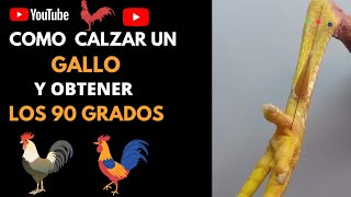 COMO CALZAR UN GALLO Y OBTENER LOS 90 GRADOS 😎💪🔥