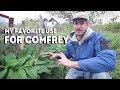 A PERMACULTURE Use For COMFREY You Might Not Know