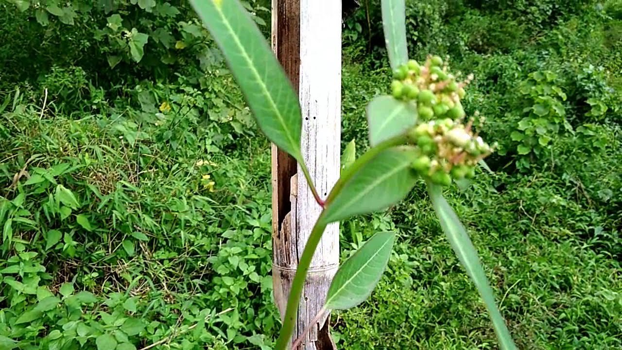 DAUN SENA JITU MENCUCI PERUT ATAU USUS KOTOR