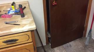 Cat Opens Door Then Sneezes -Quick Snuffy Video