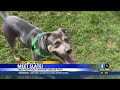 Pet of the Week: Slate