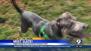 Pet Of The Week: Slate