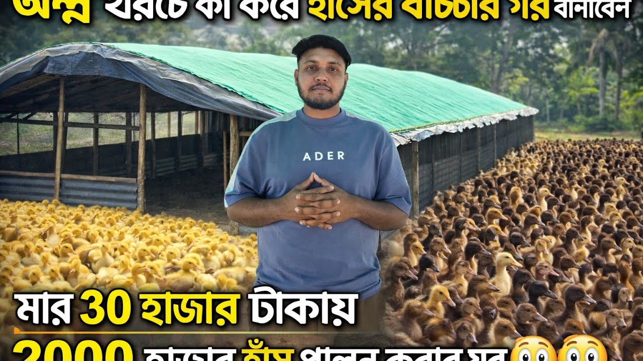কম খরচে কী করে হাঁসের বাচ্চার ঘর বানাবেন।মাএ ৩০০০ হাজার টাকাই ২০০০ হাজার হাঁসের ঘর তৈরি।