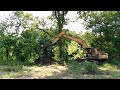 Removing a large white oak