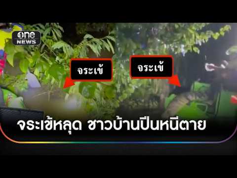 จระเข้หลุด! 4 ตัวจากฟาร์ม ชาวบ้านต้องปีนหนีตายขึ้น | ข่าวช่องวันเสาร์อาทิตย์ | สำนักข่าววันนิวส์
