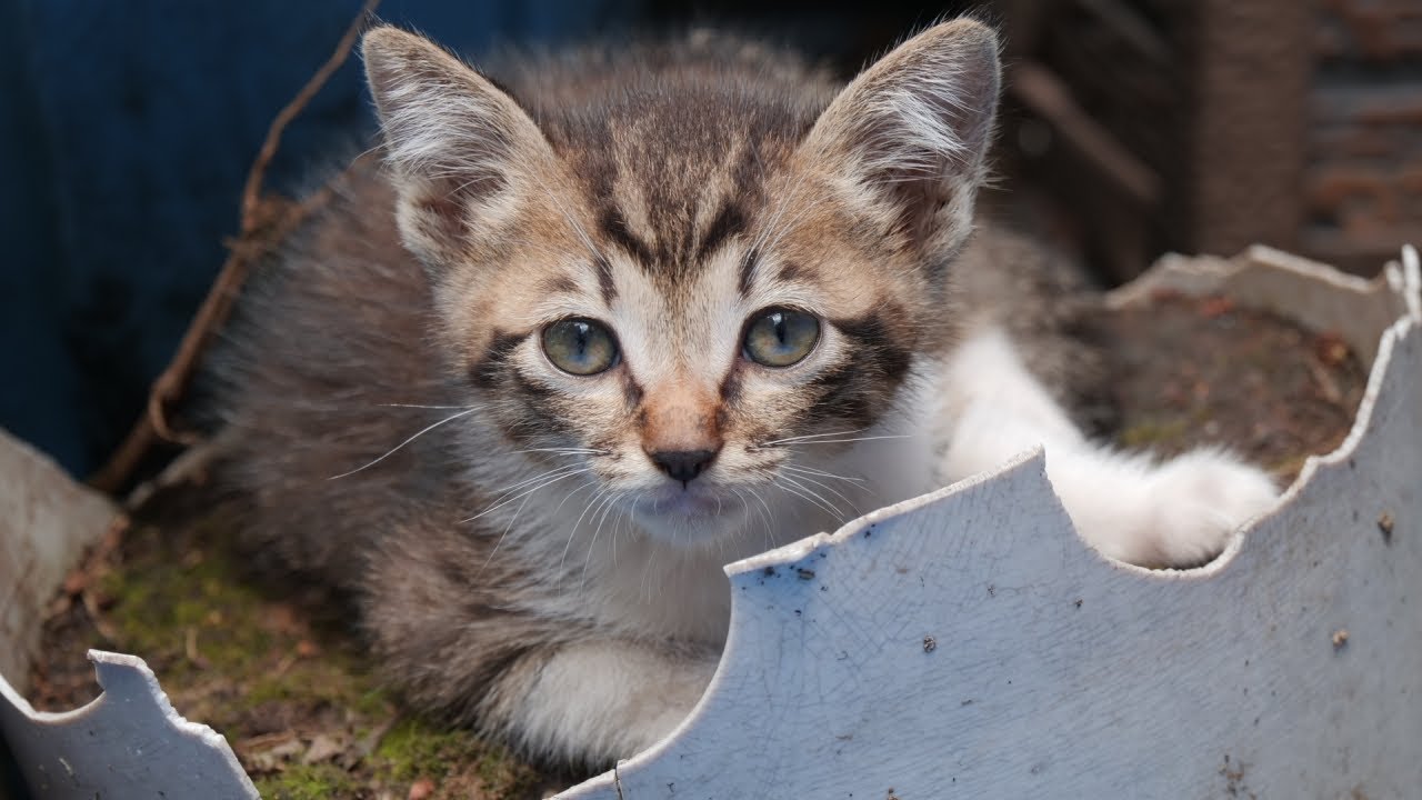 外猫さんの日常 No 1676 1610 1606 1598 1597 1592 15 1587 15 1581 1576 1567 1538 1527 1465 ニャポハウス