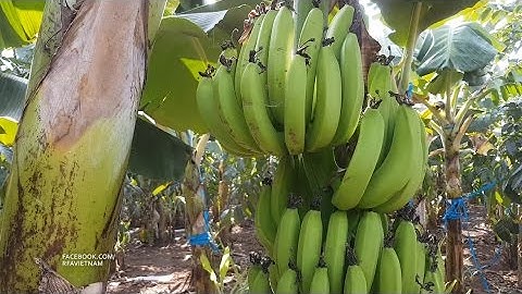 PHÓNG SỰ | Trung Quốc ngưng mua chuối, nông dân điêu đứng | RFA Vietnamese News