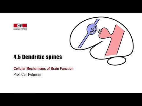 Video: Kunnen neuronen dendritische stekels laten groeien?