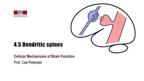 4.5 Dendritic spines