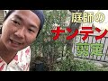 【ナンテン】お手入れ剪定動画、初心者向けの勉強に活用。庭師はキレイに剪定する為の技を沢山持っています。
