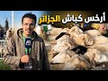 كباش بأسعار أقل من 10 ملاين في سوق المواشي بورقيقة