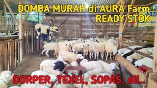 PAKET TERNAK DOMBA MURAH, AURA Farm Ready Stok🔥🔥