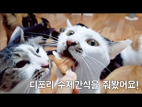 고양이들에게 디포리 닭가슴살 말이 수제간식을 줘봤어요 과연 잘 먹을까요?