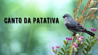 Canto da Patativa | Plumbeous Seedeater Singing | Sporophila Plumbea screenshot 3