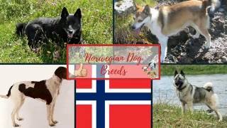 large norwegian dog breeds