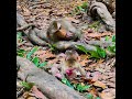 Emotional First Steps 🍼 Baby Monkey Cries but Keeps Trying with