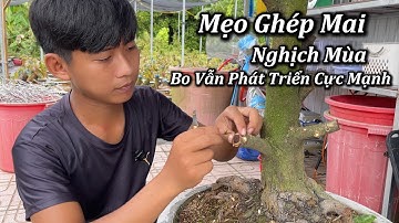 Mẹo Ghép Mai Nghịch Mùa Bo Vẫn Phát Triển Cực Mạnh - Mai Vàng Duy Hiếu