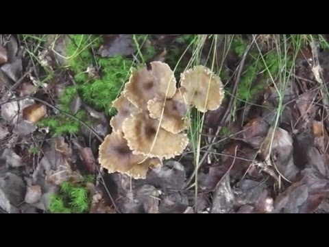 Video: Hvor vokser sopp, i hvilke skoger?