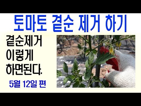 토마토곁순제거 방법 토마토재배방법 토마토순지르기 토마토곁순따기