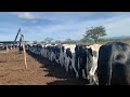 Fazenda com auta produção de leite do vaqueiro João veu  Itaiba  PE   06/04/2021