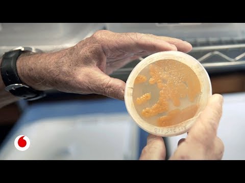 Vídeo: El Futuro De Los Antibióticos