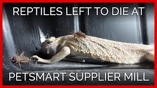 Reptiles Left to Die at PetSmart Supplier Mill screenshot 4