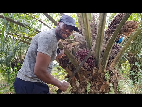 Vidéo: Quelles sont les choses orange sur un palmier?