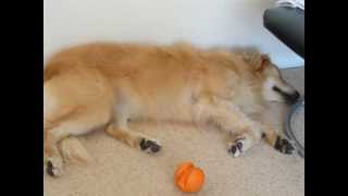 Dreaming dog barking and running in her sleep by Finchesca 190,735 views 10 years ago 1 minute, 40 seconds