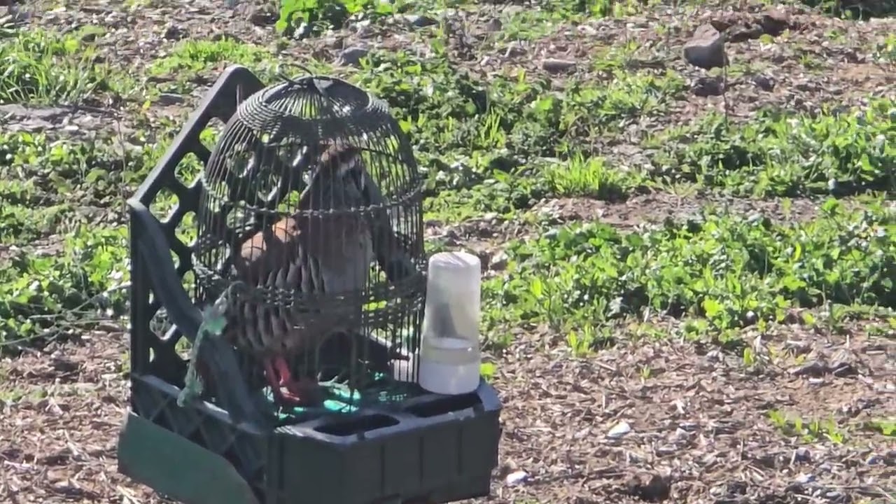 Mañana de Domingo TLF 667 78 68 63 #reclamo #granjaelcarbonero #cinegetica #conejos 