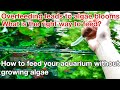 How to feed your aquarium without growing algae「ADA nature aquarium,aquatic plants,fishkeeping」