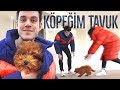 YENİ KÖPEĞİM TAVUK!