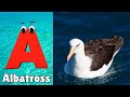 ABC Song | Birds ABC Song | Phonics for Kids| Learn ABC, Baby | Alphabet Letters