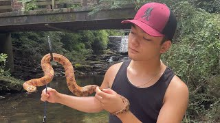 GSU student called ‘snake collector’ removes snakes for free in yards, homes