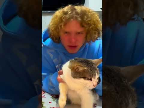 هل تحب القطط إذن اعمل لايك