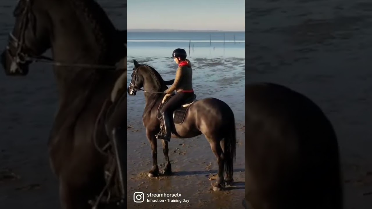 LOOK @ THIS GORG FRIESIAN HORSE! 😍🐴😍 