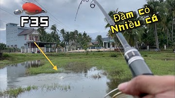 Câu lure cá lóc ở đầm cỏ ngập nước cá táp liên tục mồi lure f35, snakehead fishing lure