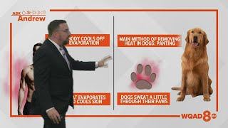 Ask Andrew: Does a breeze or fan help cool dogs down on hotter days?