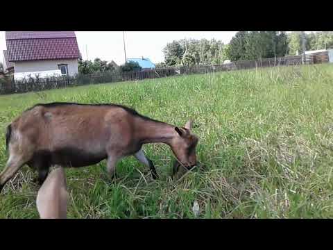 Видео: Отглеждане на коза в страната