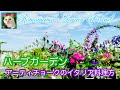 【ハーブ】ハーブガーデンとアーティチョークのイタリア料理の作り方
