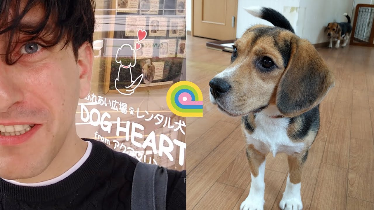 Dog Heart Cafe  Tokyo YouTube