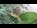 Common Chiffchaff Phylloscopus collybita Chick Learning To Fly|Leaf Warbler Phylloscopus Bird Chicks