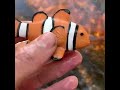 Washing Muddy Clownfish Toy Sea Animal for Kids