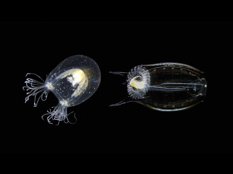 Video: Jesu li dafnije fitoplankton ili zooplankton?